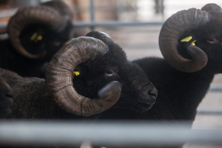 Treffen2018 (Ineke) (10)